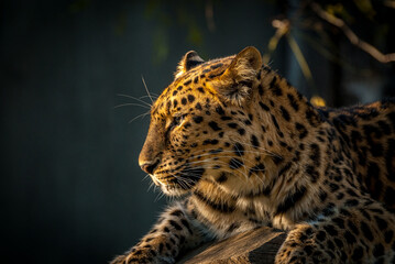 Plakat Leopard watching 