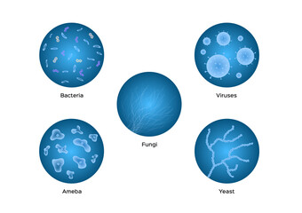 bacteria viruses ameba yeast icon vector on white