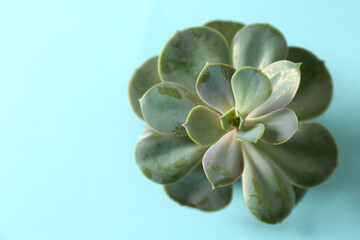 Beautiful echeveria on light blue background, top view. Succulent plant