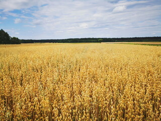 Oat field against the background of blue sky
