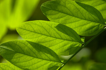 Fototapeta na wymiar green tree leaves close up for background