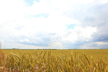 Naklejka premium Agricultural field with ripening cereal crop on cloudy day