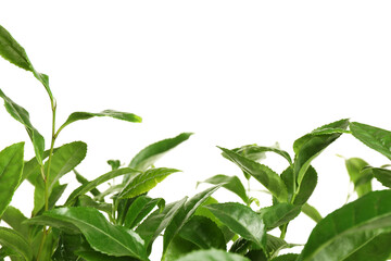 Obraz premium Green leaves of tea plant on white background