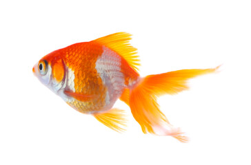 Fototapeta premium Beautiful bright small goldfish isolated on white