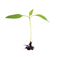 Sprout with soil isolated