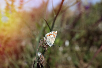 Beautiful Adonis blue butterfly on plant in field, closeup. Space for text