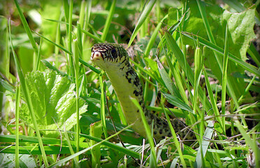 Couleuvre verte et jaune