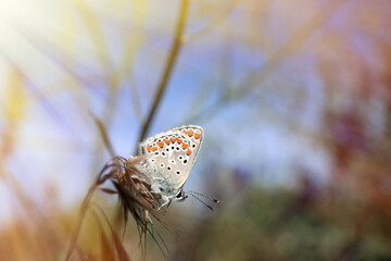 Fototapeta na wymiar Beautiful Adonis blue butterfly on plant in field, closeup. Space for text