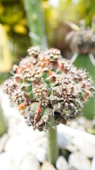 flower cactus look like diamond