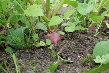beautiful photo of a radish growing out of the ground