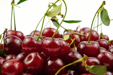 Freshly picked ripe cherries