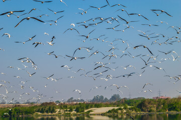 Bunch of Migratory Siberian seagulls are flying in open blue sky, Nigambodh ghat, New Delhi