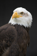 Bald Eagle on dark Background looking front left