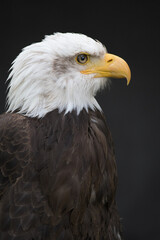 Obraz premium Bald Eagle on dark Background looking right