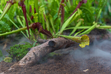 carnivorous buttercup plants at morning fog in the jungle