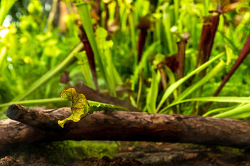 carnivorous buttercup plants at morning fog in the jungle