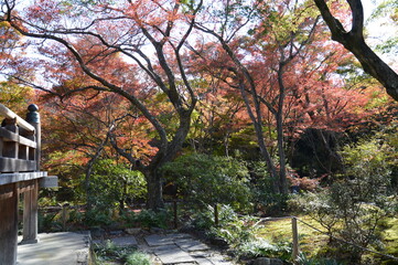 紅葉の京都