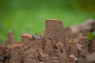 Ant castle of , ant house of sand creativity, 
