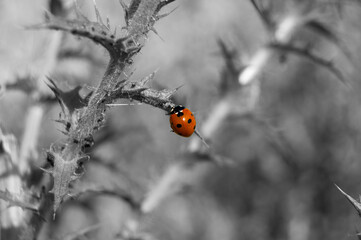 Maricuela con fondo en blanco y negro