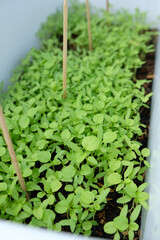 Close up of spinach leaves. Growing spinach in a pot. 