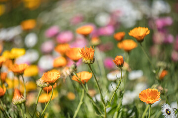 Obraz premium blumenmeer