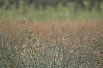 grass in the wind, dry grass in the wind, dry grass in a field, wild grass, green grass with brown seeds, 