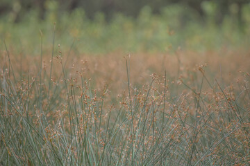 grass in the wind, dry grass in the wind, dry grass in a field, wild grass, green grass with brown seeds, 