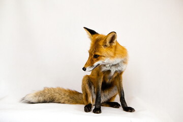 Red ginger fox sits on a white background