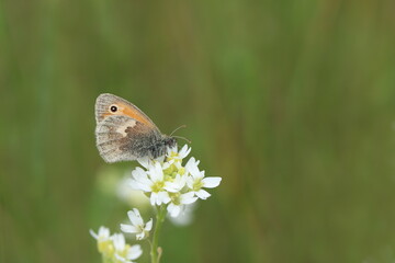 Kleines Wiesenvögelchen auf weißer Blüte
Coenonympha pamphilus