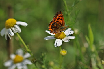 Kleiner Feuerfalter auf Kamillenblüte auf der Wiese
Lycaena phlaeas