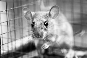 rat trapped in a rat trap cage and looking innocent