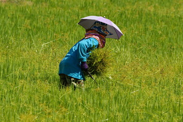 Cutting grass in the field with umbrella hat on