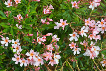 Nerium oleander Petite Pink or Dwarf oleander tropical plant in the garden of Tenerife,Canary...