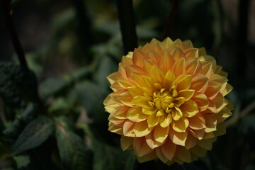 Yellow Flower of Dahlia in Full Bloom
