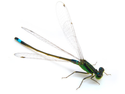 dragonfly on white background, Ischnura senegalensis