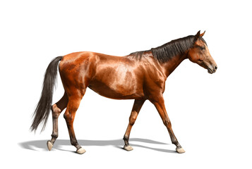 Bay horse walking on white background. Beautiful pet