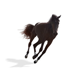 Obraz na płótnie Canvas Dark bay horse running on white background. Beautiful pet