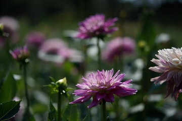 Obraz premium Light Purple Flower of Dahlia in Full Bloom 