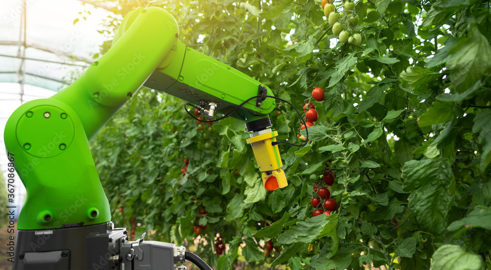 Aufkleber robot is working in greenhouse with tomatoes. smart farming and digital agriculture 4.0
