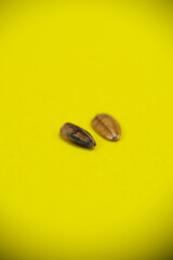 Close up of Velvet Queen sunflower seeds.