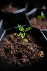 Growing chili pepper in the garden.