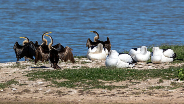 Australian Darters And Pelicans Taking A Rest At Chinchilla Weir