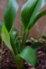 Growing aromatic ginger in the garden. Close up of aromatic ginger.