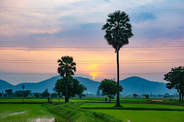 The evening landscape of rice fields with palm trees and mountains