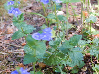 wild flowers in the forest