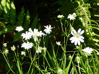 white flowers in the garden