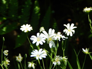 white flowers in the garden