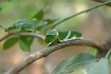 Beautiful caterpillar on tree branch	
