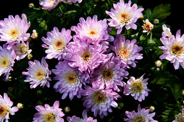 Obraz premium flowers in the garden