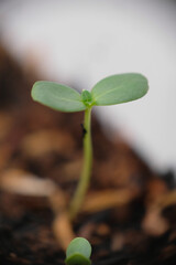 Growing Zinnia flower from seed.